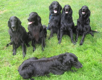 Victory flat 2024 coated retrievers